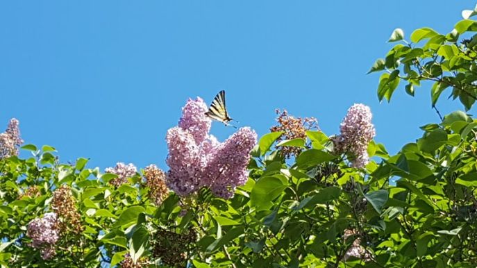 Lilac with butterfly
